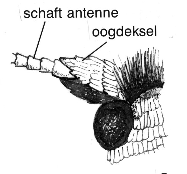 Kop van een Opostegide van boven.